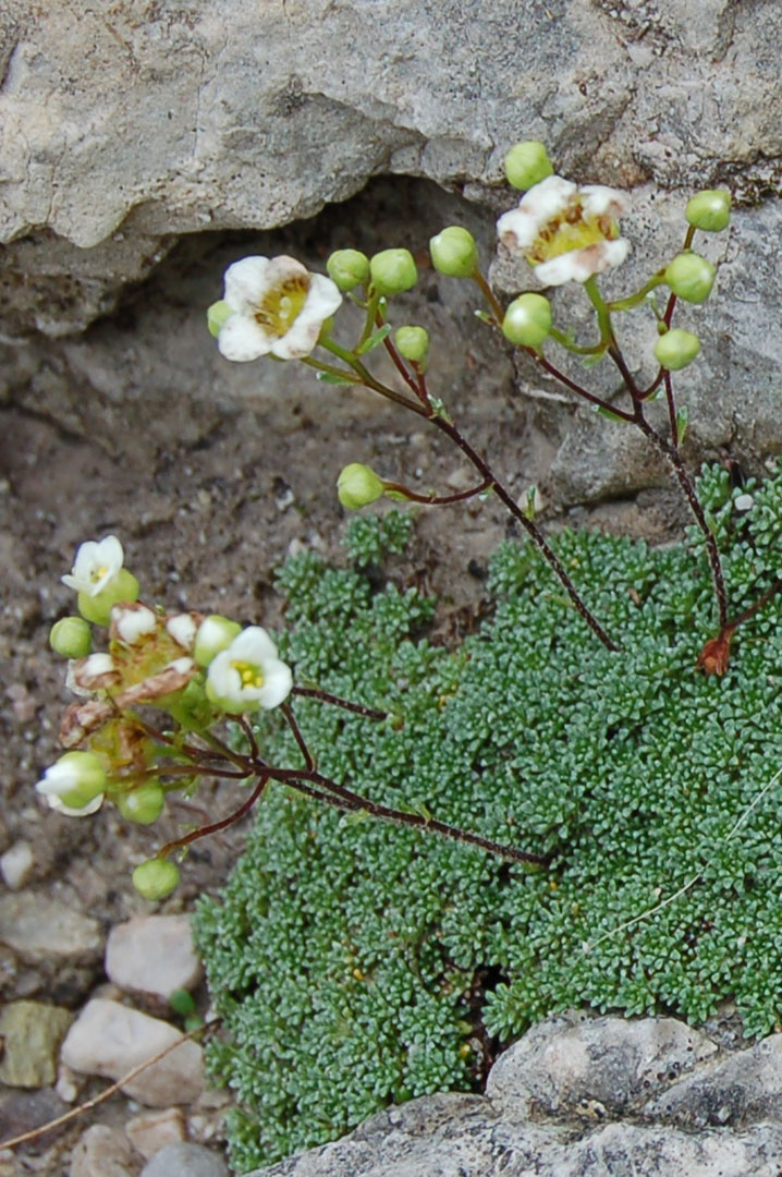 Dolomiti di Sesto - Saxifraga sp.